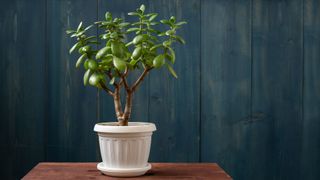 money plant in a white pot on top of a wooden table