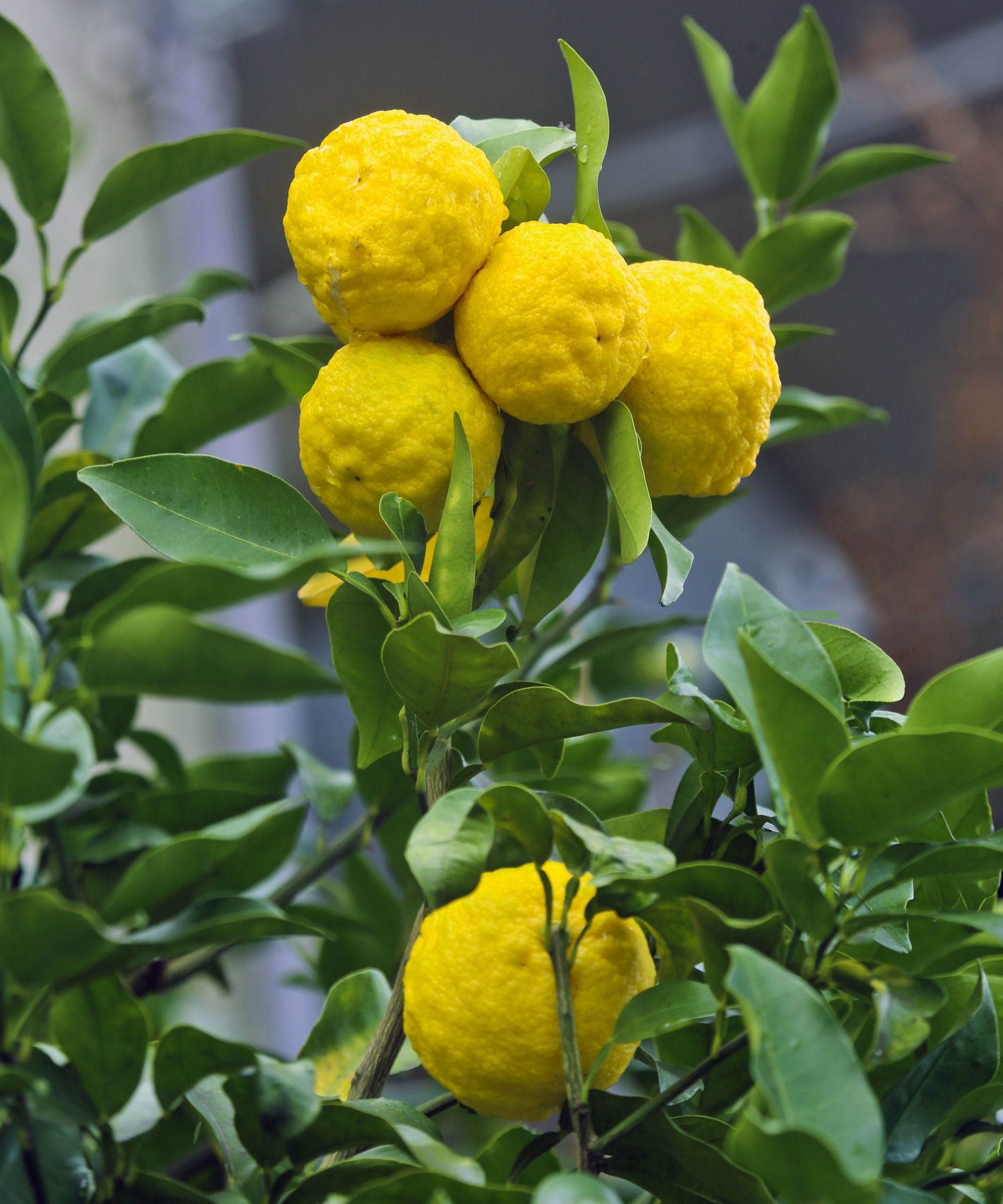 Yellow yuzu fruits up close on a branch