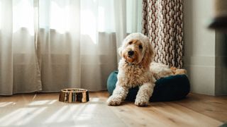 dog laying in dog bed with empty food bowl beside him on floor