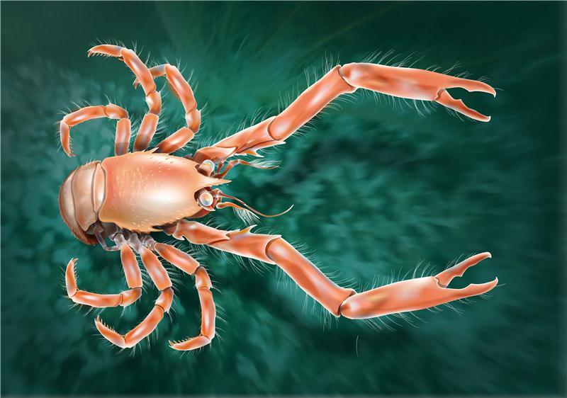 Newfound squat lobster