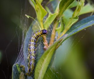 Box caterpillar on a boxwood bush