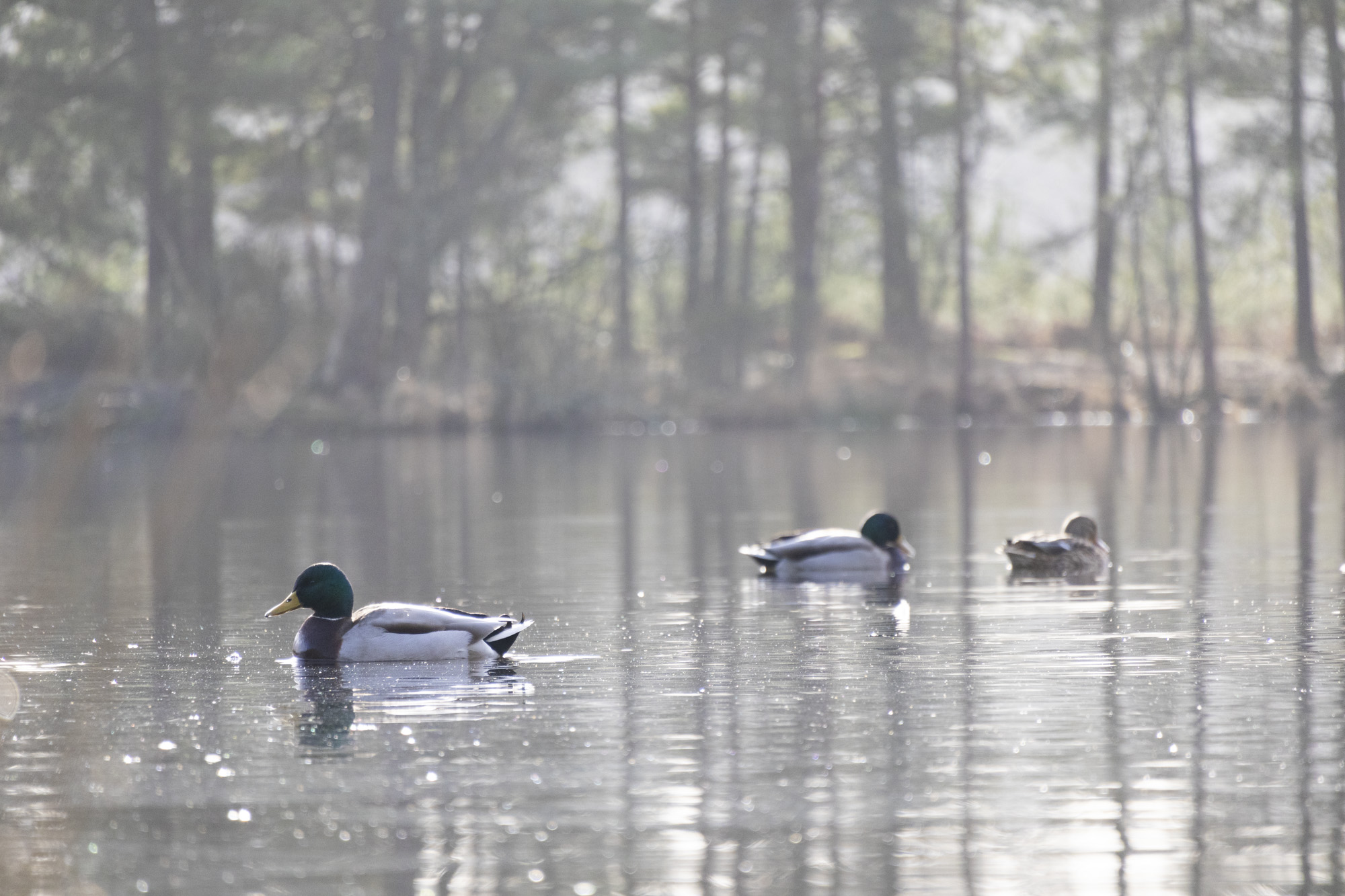Ducks in a pond, taken with the Canon EOS R100
