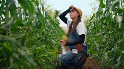 Female farmer feeling overheated during extremely hot weather on a corn field.