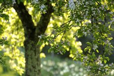 Apple tree in blossom in April, in the fruit orchard at Cotehele, Cornwall. Local varieties of apple are chosen for the orchard to help preserve trees which have been cultivated in the Tamar Vallery for centuries.