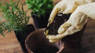 Filling a container with soil with herbs in the background