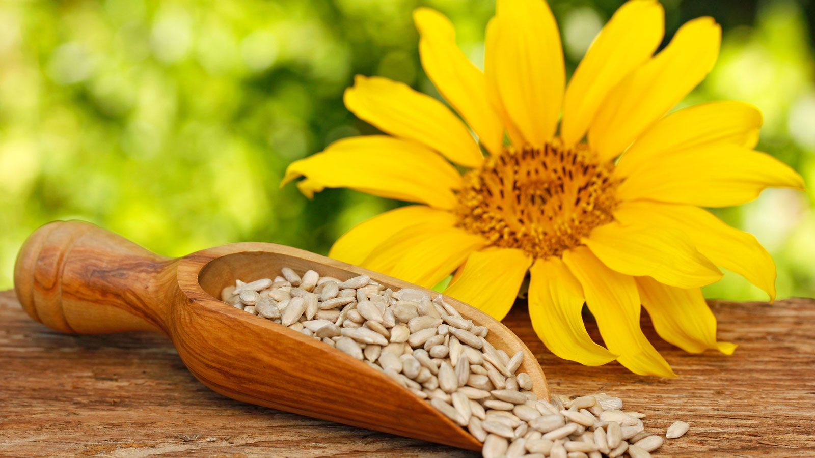 Best edible seeds: 10 nutritious seeding plants to harvest
