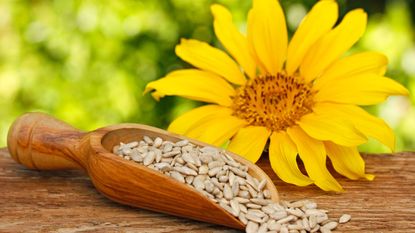 best edible seeds gathered from sunflower seed heads at harvest time