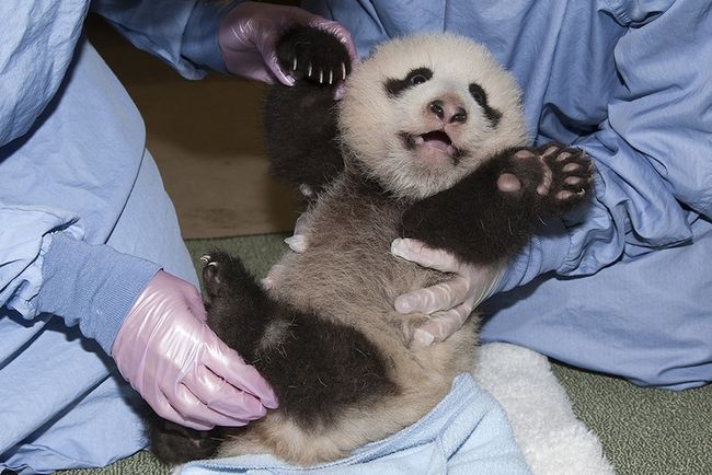 Baby Panda Pics: See a Cub Growing Up | Live Science