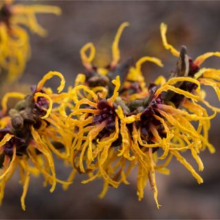 Closeup of yellow winter flowering Chinese witch hazel shrub