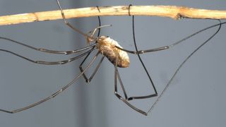 A daddy longlegs (Phalangium opilio) shows off its long and flexible legs.