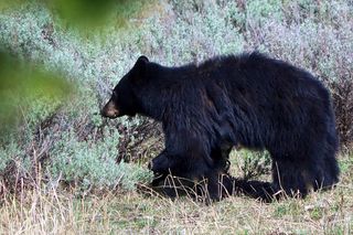 black bear, culling, USDA, predator controls