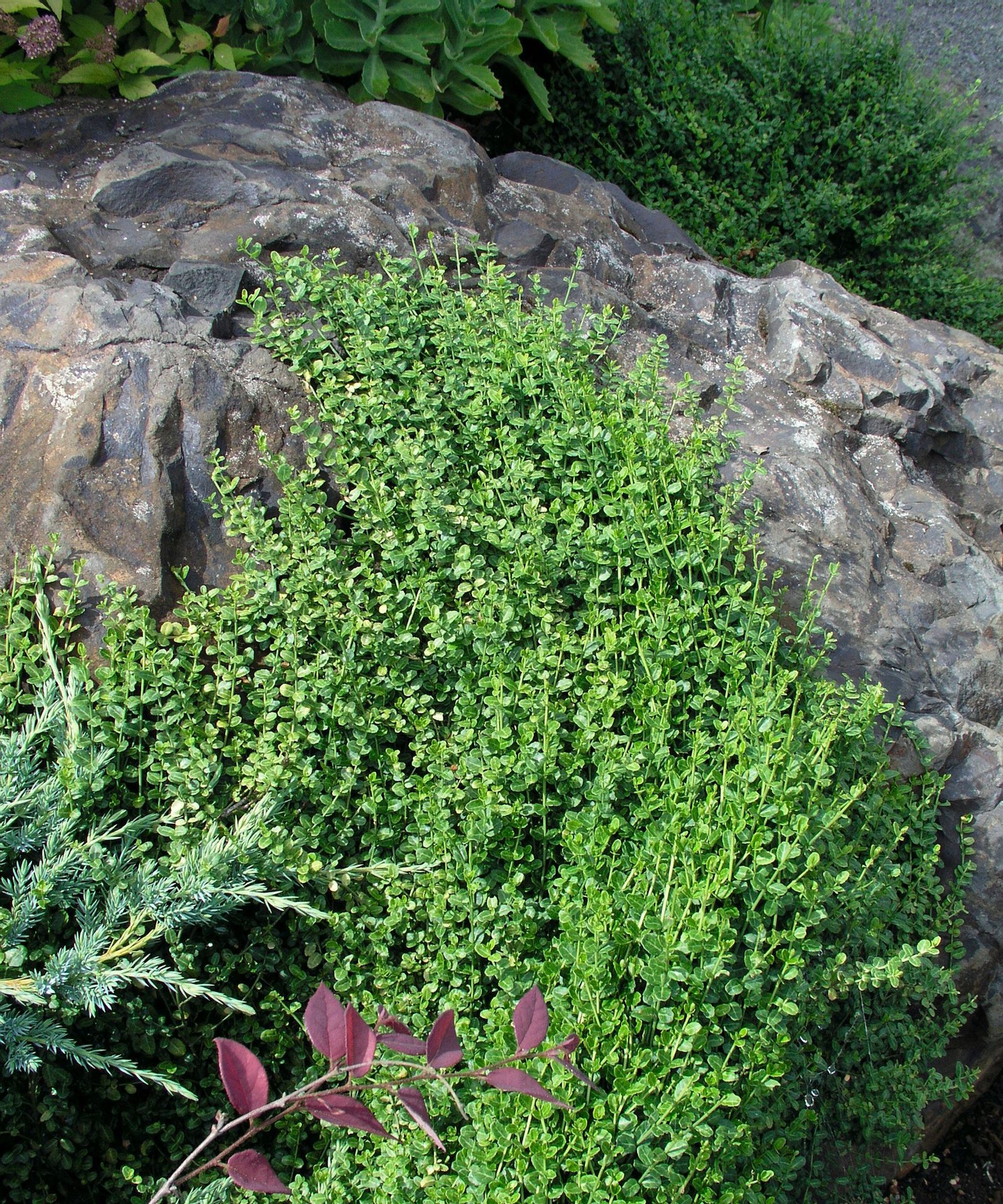 10 of the best euonymus varieties for your yard | Homes and Gardens