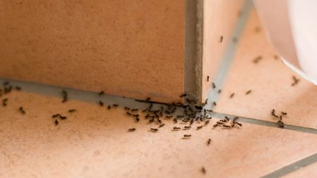 Ants on floor tile