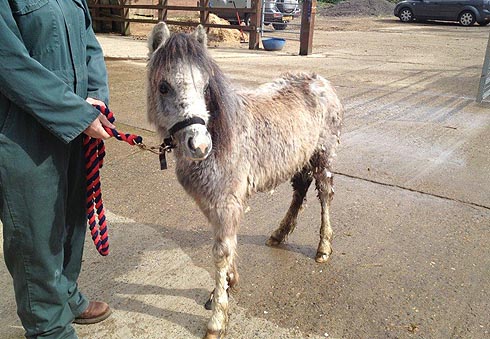 Lottie, the abandoned foal