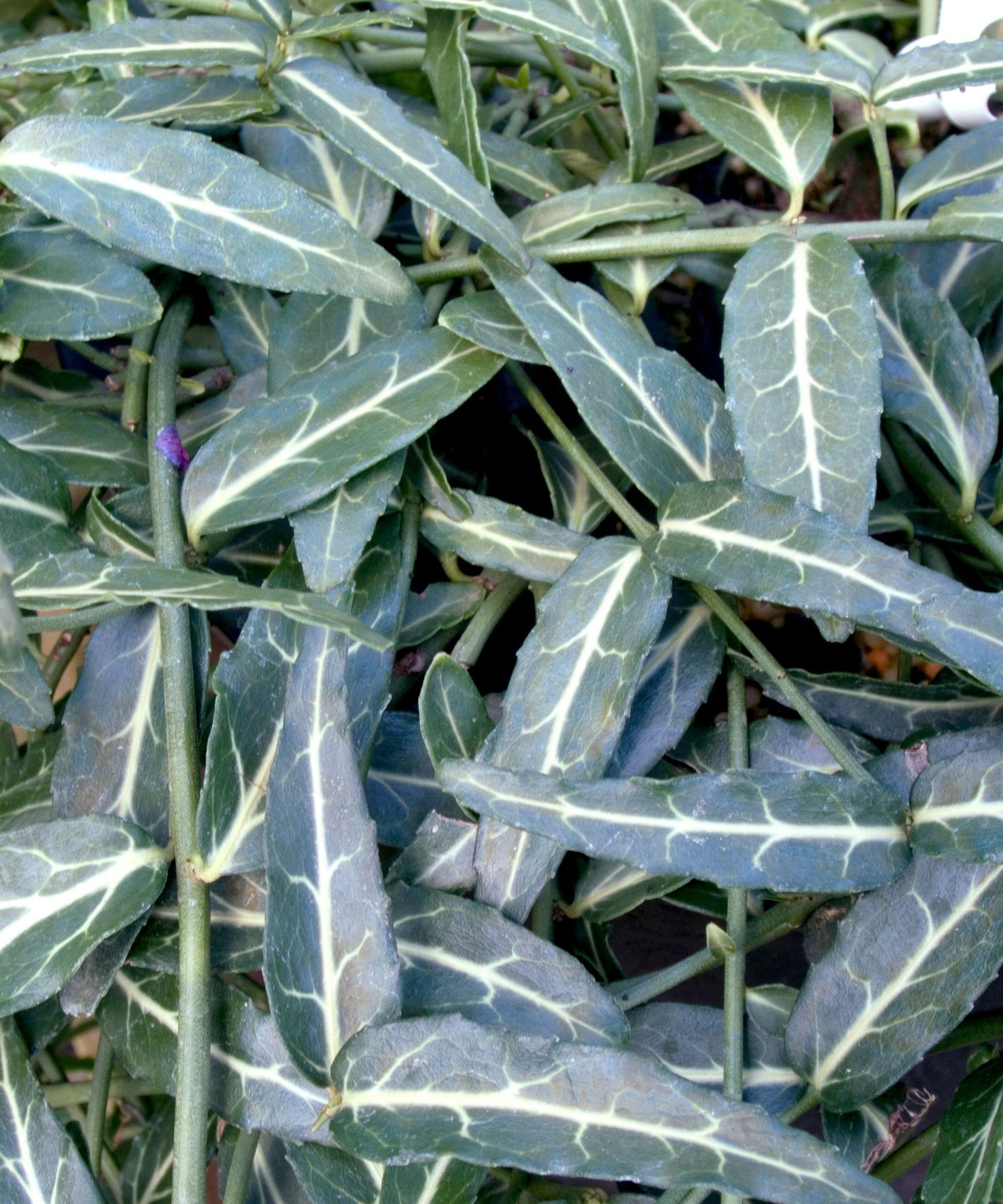 10 of the best euonymus varieties for your yard Homes & Gardens