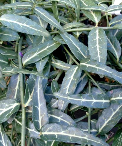 10 of the best euonymus varieties for your yard | Homes and Gardens