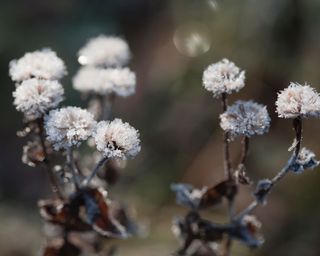 Frost in seedheads in a garden