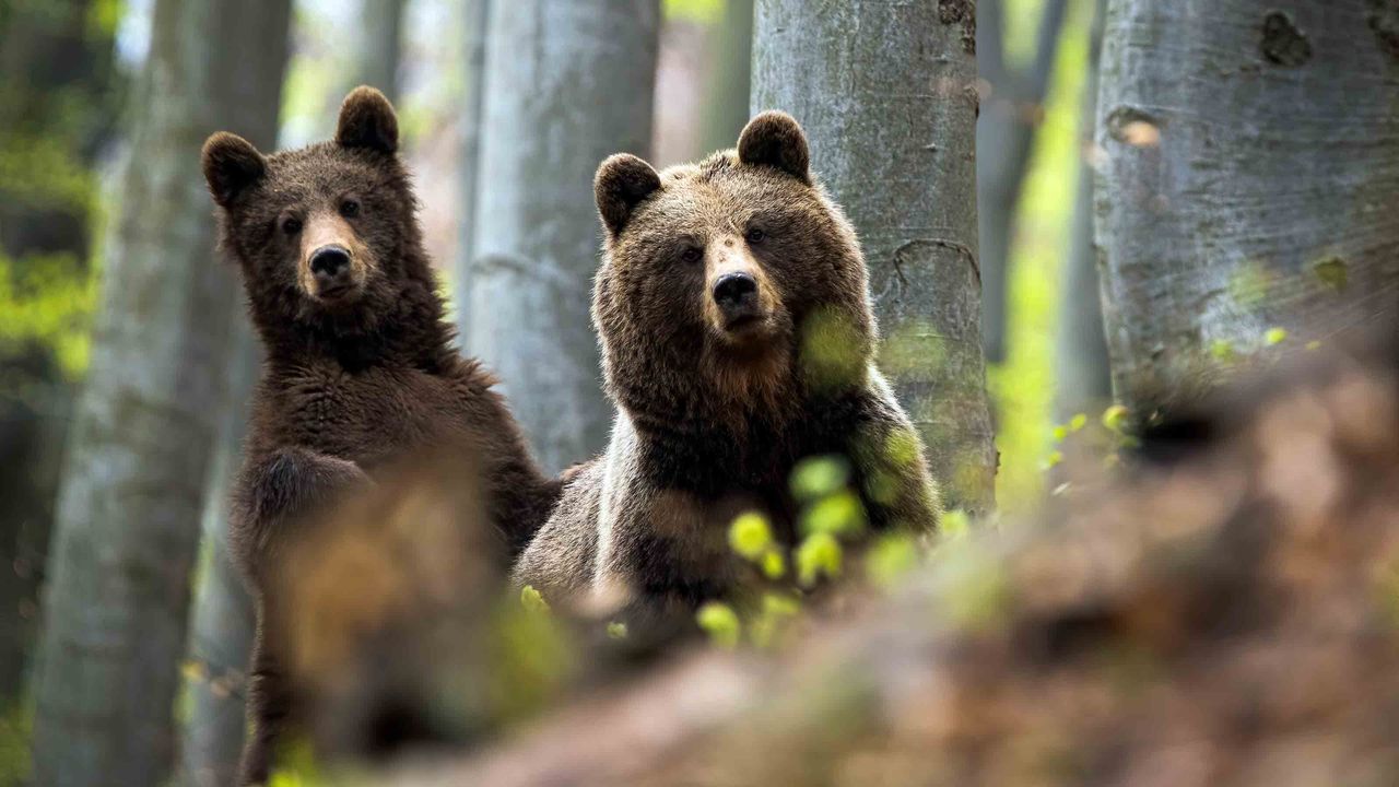 two bears peeking through trees in the woods