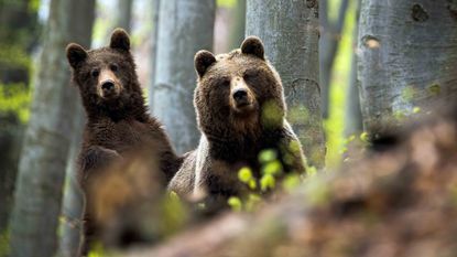 two bears peeking through trees in the woods