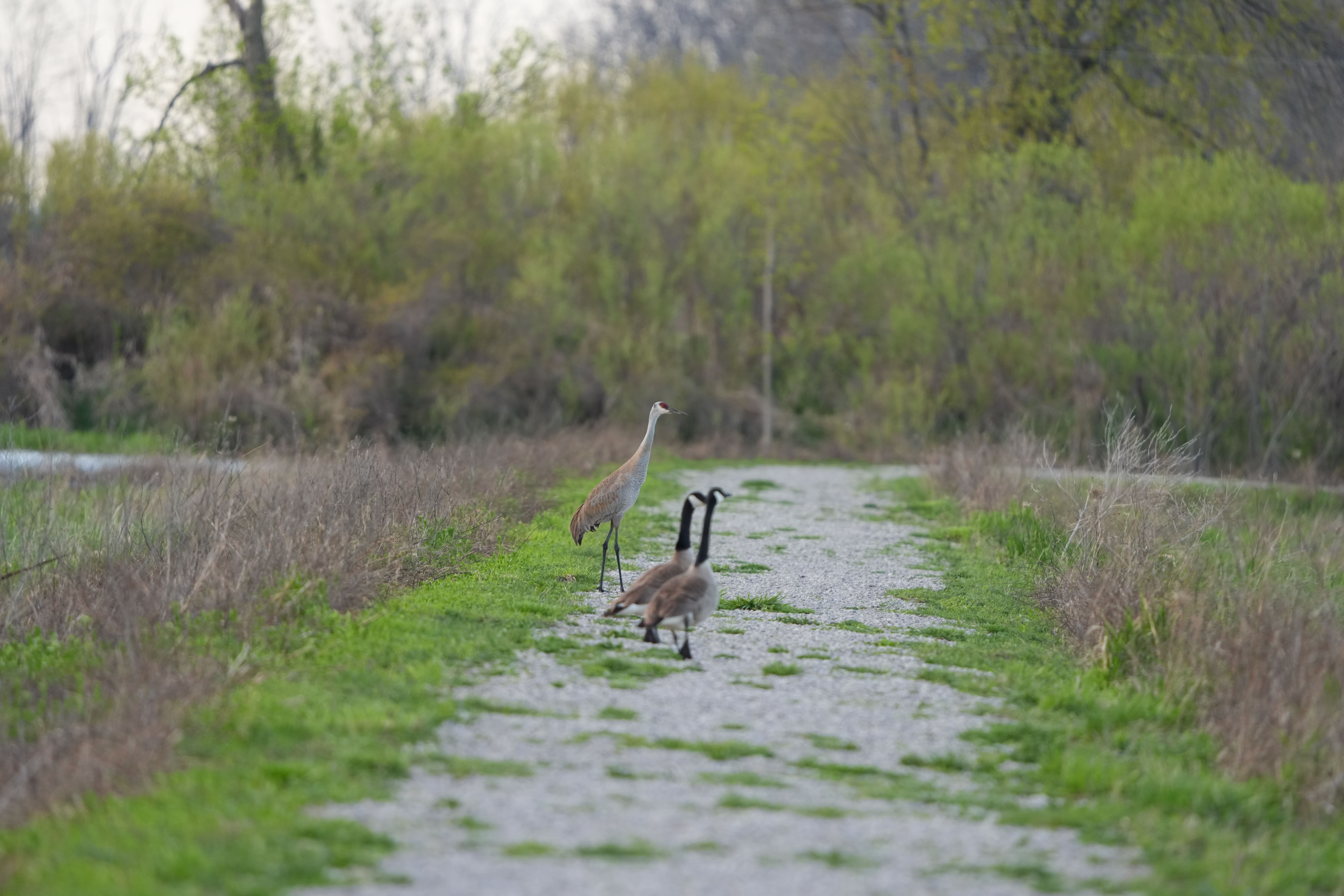 Wildlife images shot on the Sony A7R VI, unedited JPEG with slight resize to 7K pixels wide for web upload