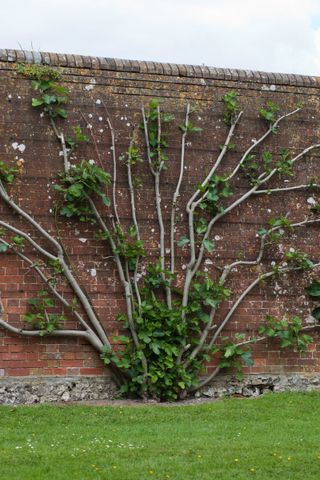 fig tree growing against wall espalier