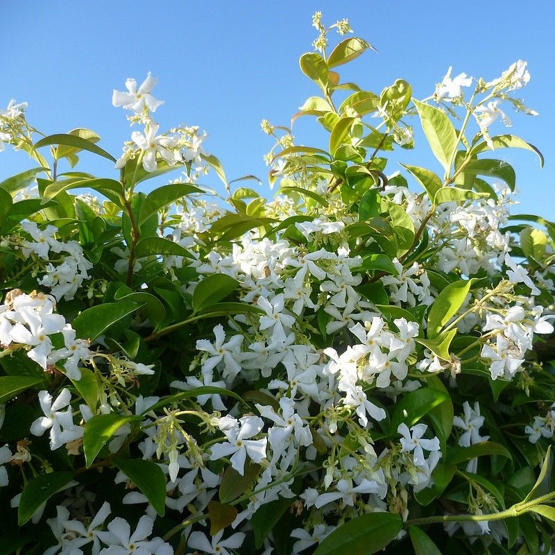 Fragrant Evergreen Star Jasmin - Trachelospermum Jasminoides - 140-160cm Specimen Plant