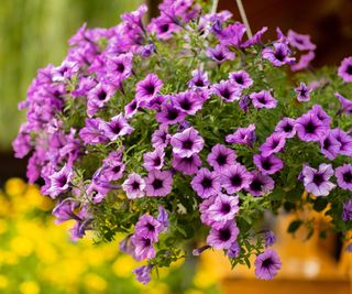 purple petunia flowering in hanging basket