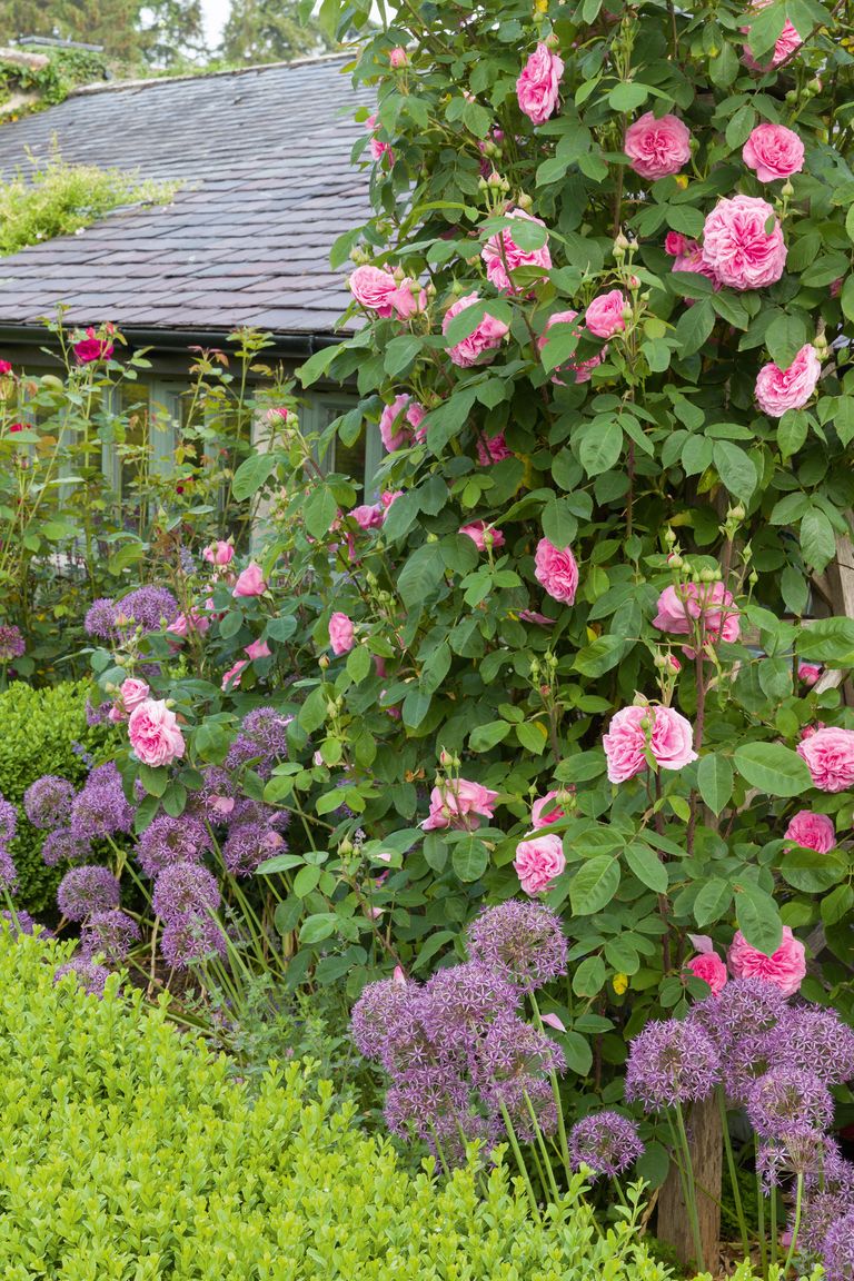 Tour this walled garden – filled with cottage garden plants | Homes ...