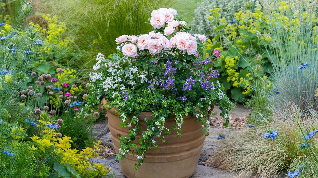 How to plant flowers in pots in a Cottage Garden Style. Terracotta pot planted with patio rose &#039;Lovely Bride&#039;, white bacopa, Lobelia &#039;Cambridge Blue&#039; and mixed Nemesias.