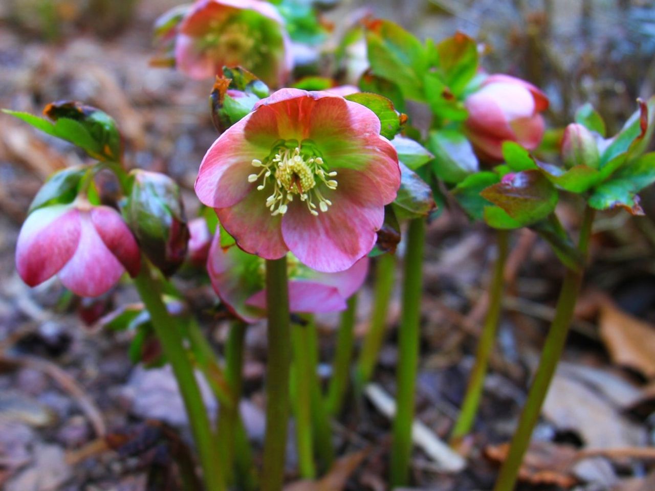 Pink-Green Shade Plants