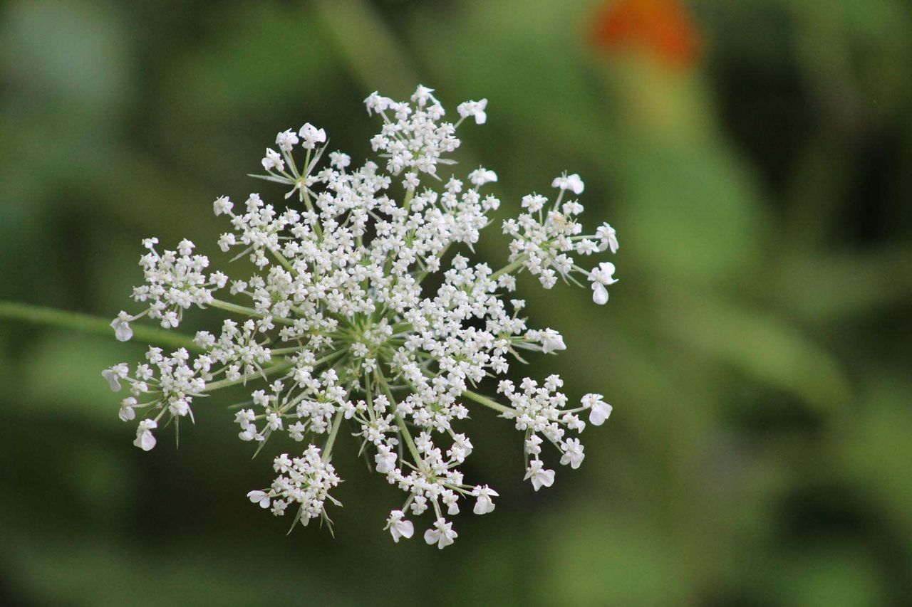 White Queen Anne&amp;#39;s Lace Plant