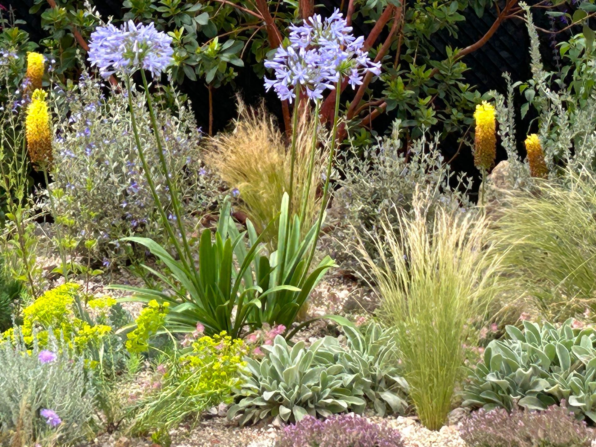 Best plants for full sun 10 best expert picks Livingetc