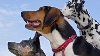 A picture of three dogs against a blue background