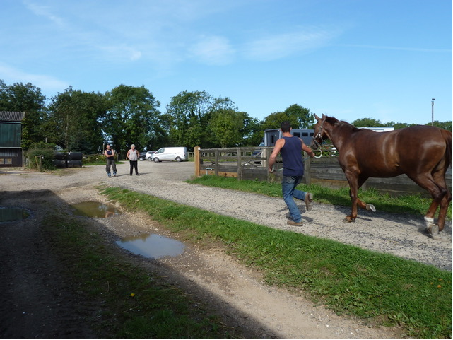 : Tom watches a horse move in hand