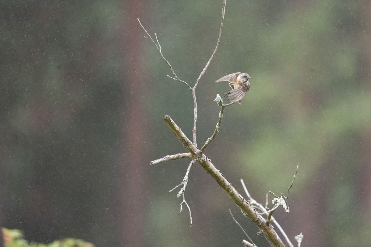 Telephoto image of a small bird on a branch in a nature reserve, taking flight