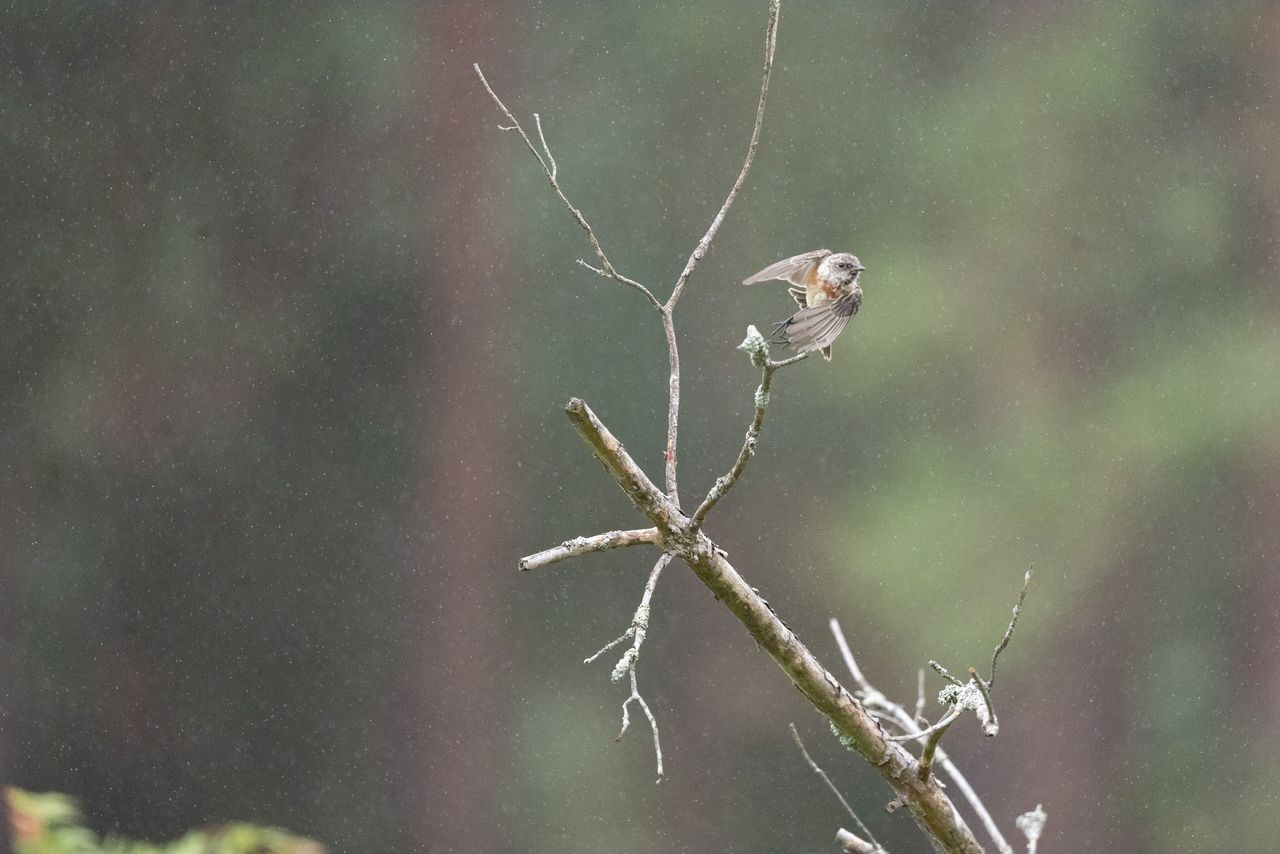 Telephoto image of a small bird on a branch in a nature reserve, taking flight