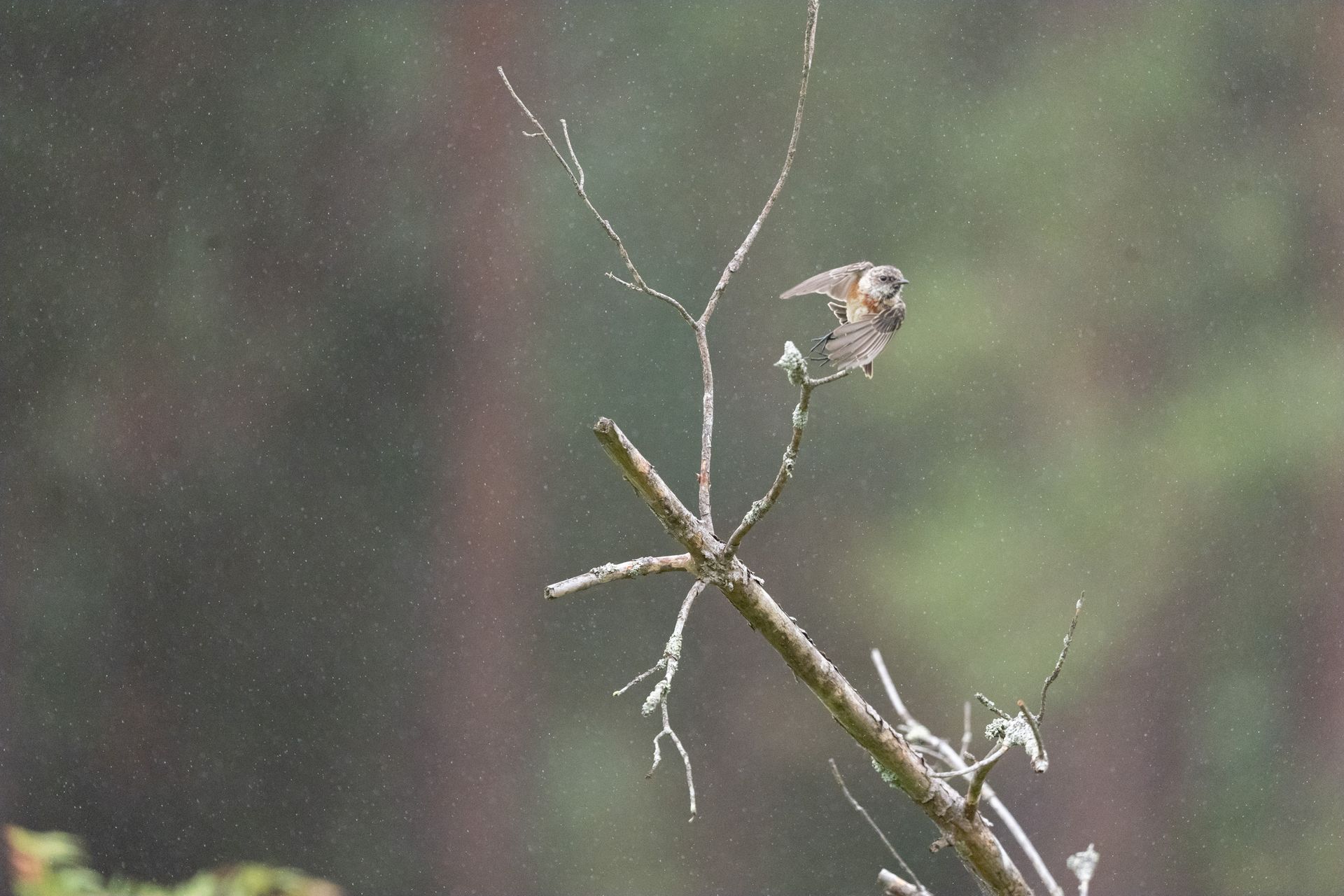 Telephoto image of a small bird on a branch in a nature reserve, taking flight