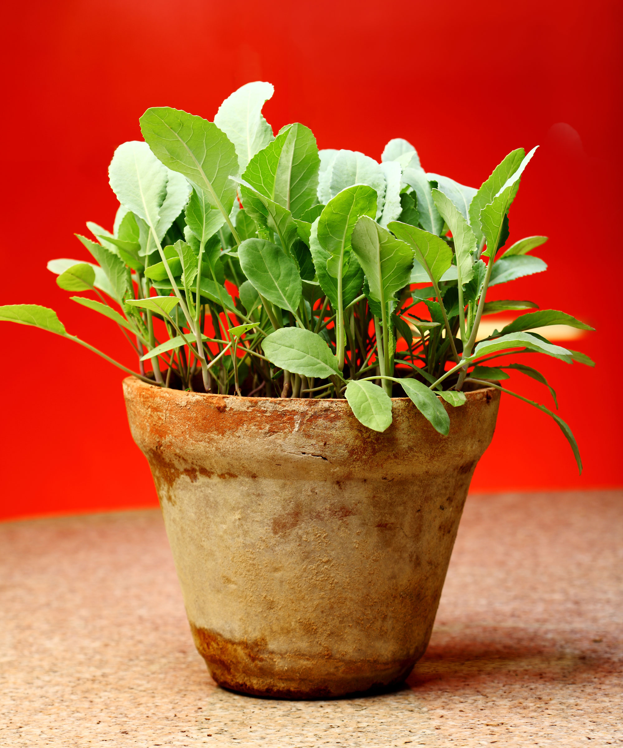 broccoli and cauliflower seedlings in a large terracotta pot