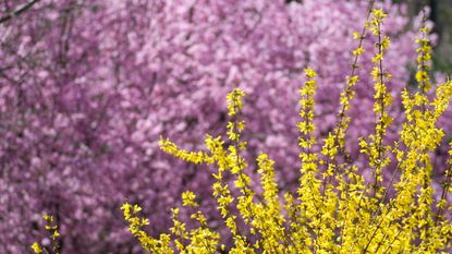 Yellow forsythia blooms with pink blossom behind