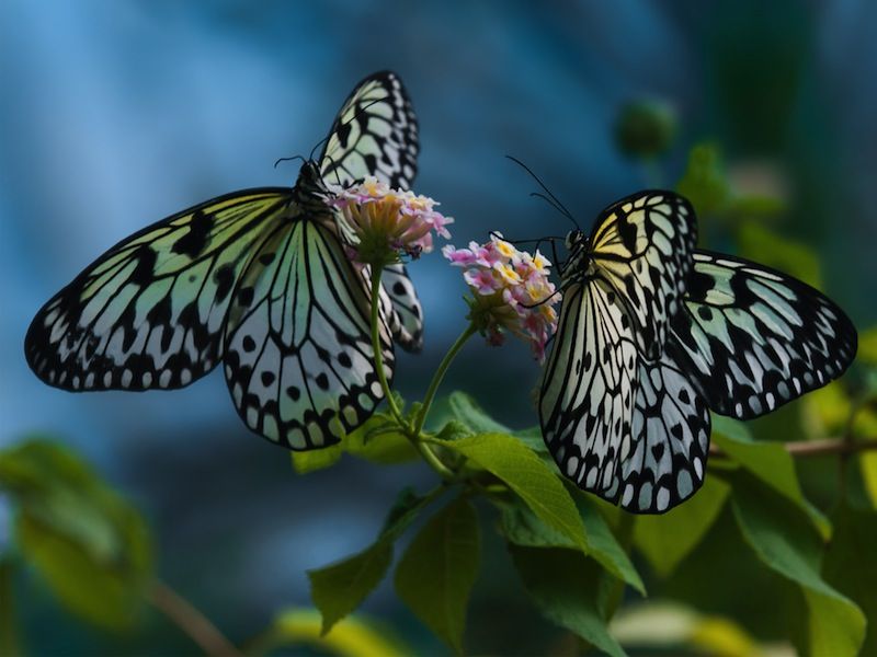 Featured image of post How Many Eyes Does A Butterfly Has : How do you identify a butterfly?