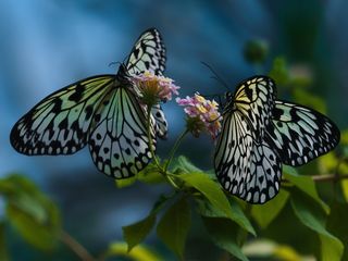 Two Butterflies