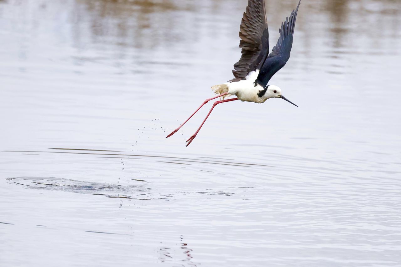 Canon RF 100-500mm f/4.5-7.1L IS USM sample shots