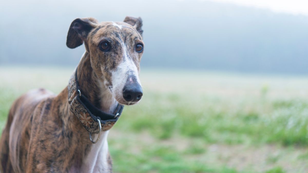 greyhound shedding a lot