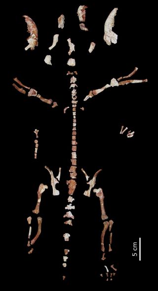 This near-complete ancient marsupial skeleton likely dates from the middle Eocene period, 43 million to 44 million years ago.