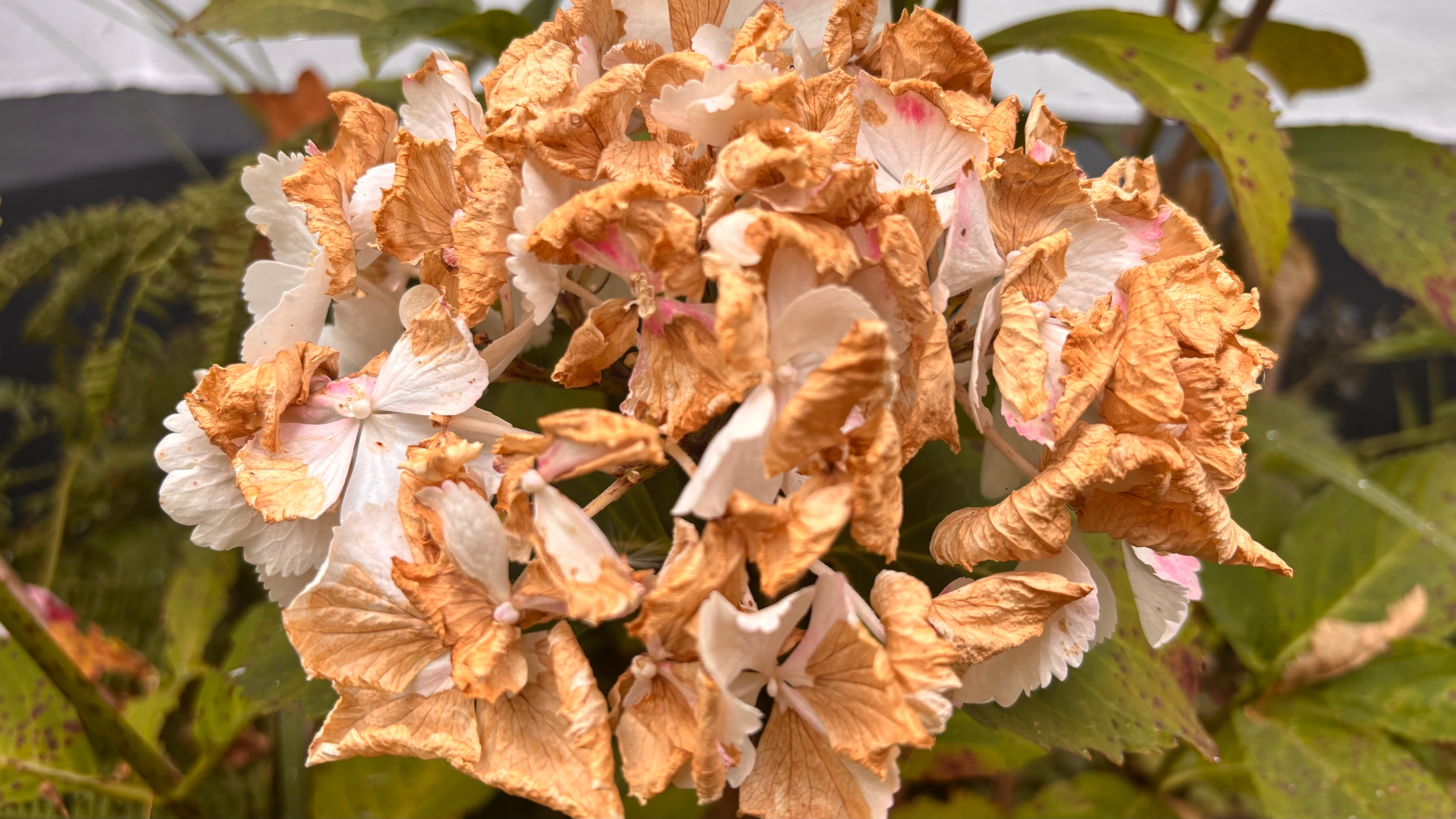browned hydrangea