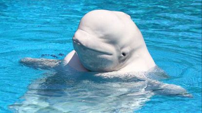 Beluga whale.