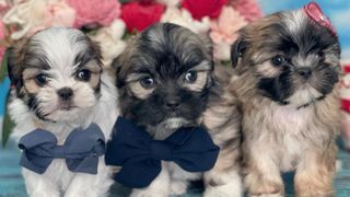 Teacup dog breeds: Maltese puppies