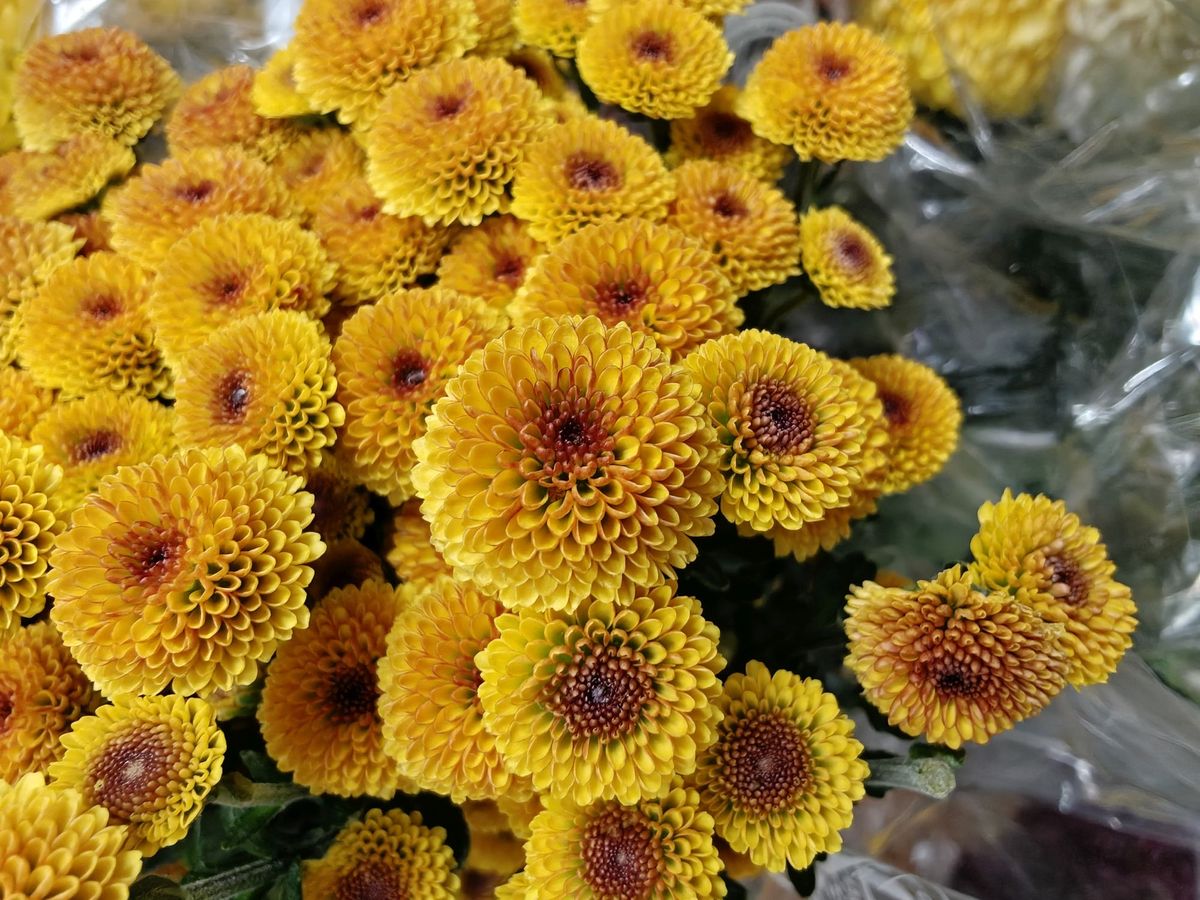 OnePlus 15 camera sample.