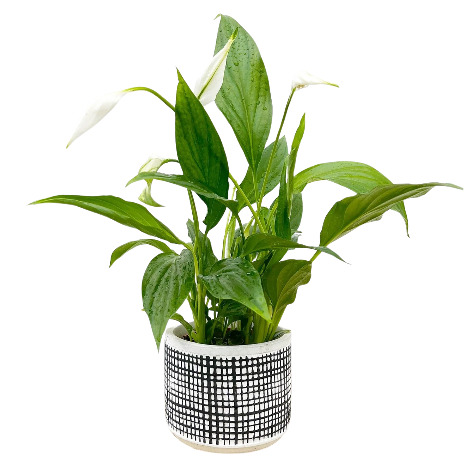 A peace lily plant in a textured planter