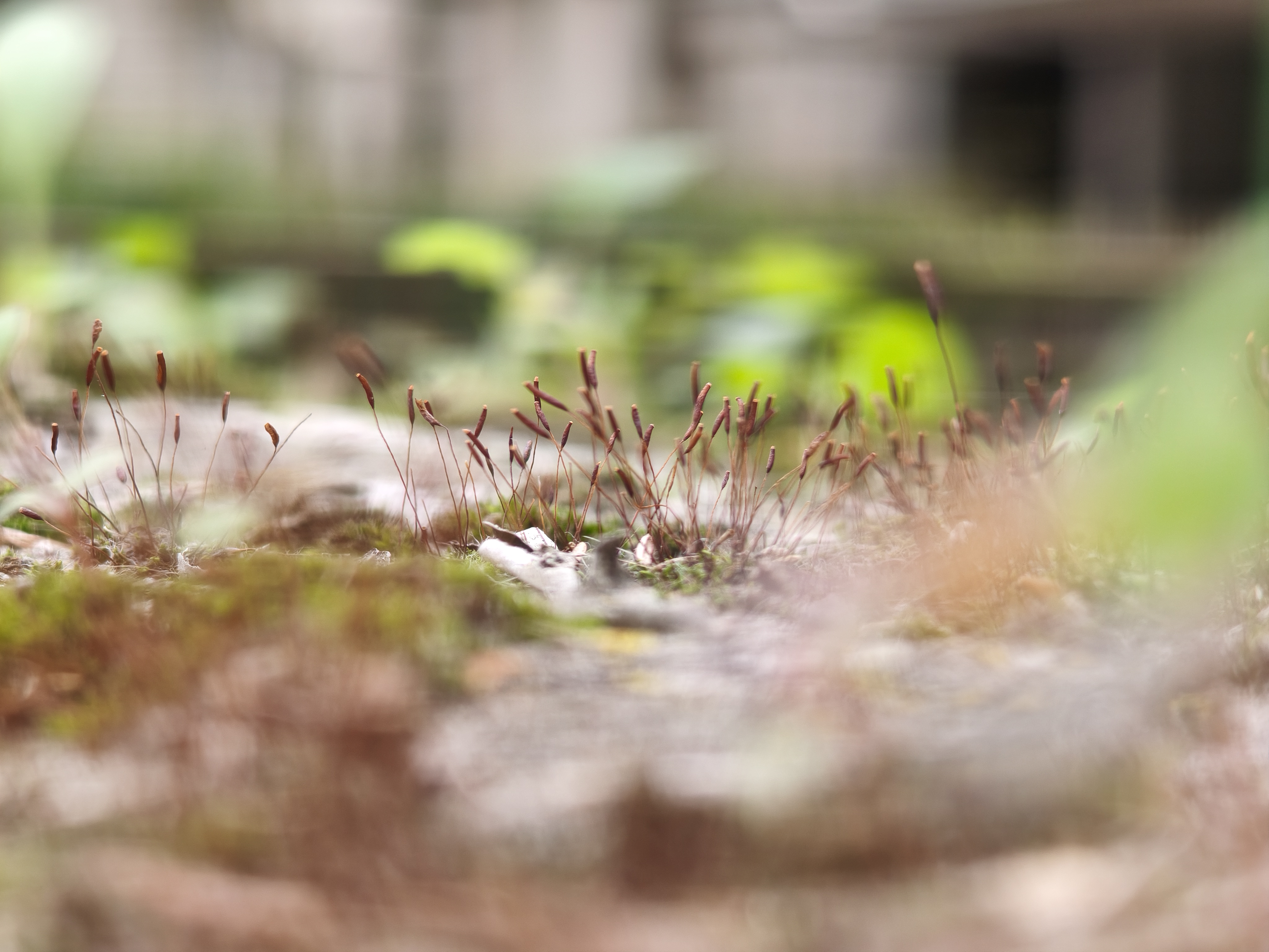 Xiaomi 15T Pro camera sample 5x macro plants